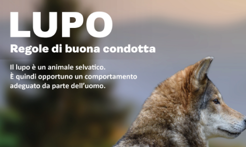 Regole buona condotta lupo